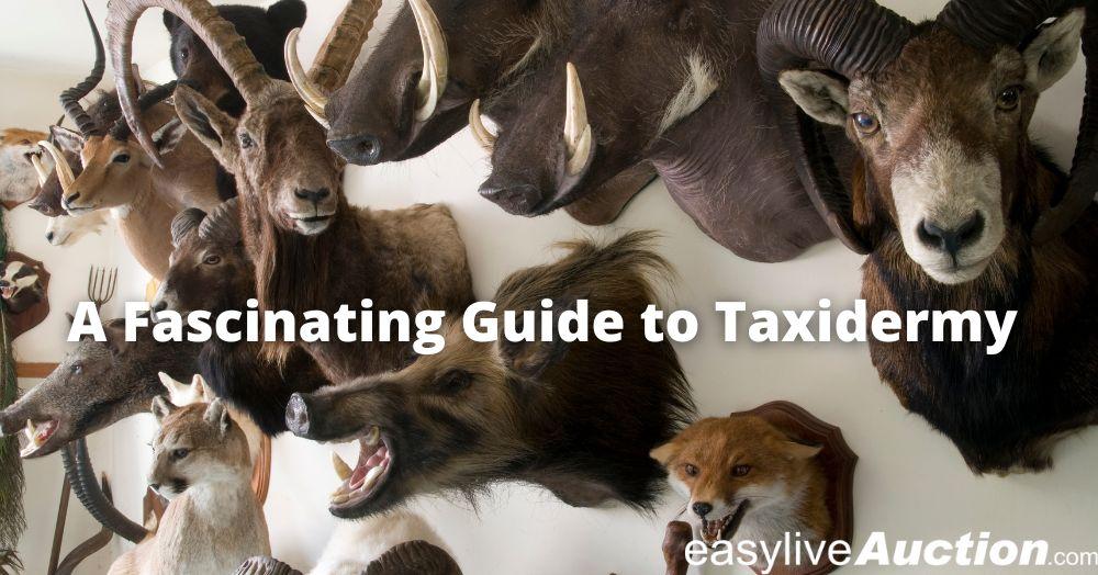 A Fascinating Guide to Taxidermy